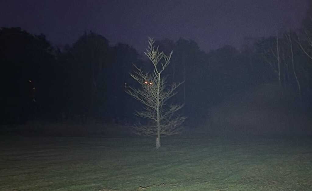 A photo of a small field surrounded by large trees. The sky is black, and the scene is lit by the camera's flashlight. It is misty, and a single lone tree can be seen in the center of the frame. Two orange lights can be seen up the tree.